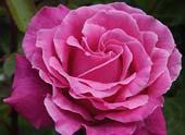 Realistic Purple Rose, unknow artist